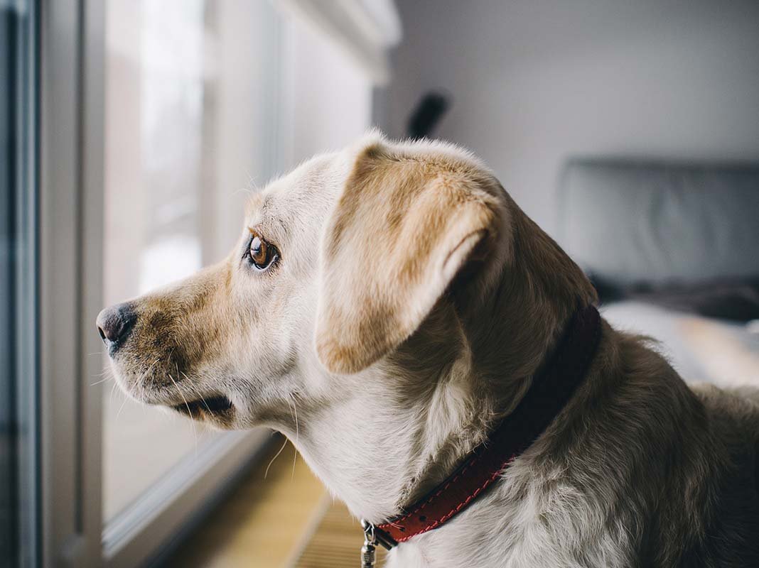 New Life Extending Drug For Dogs p1