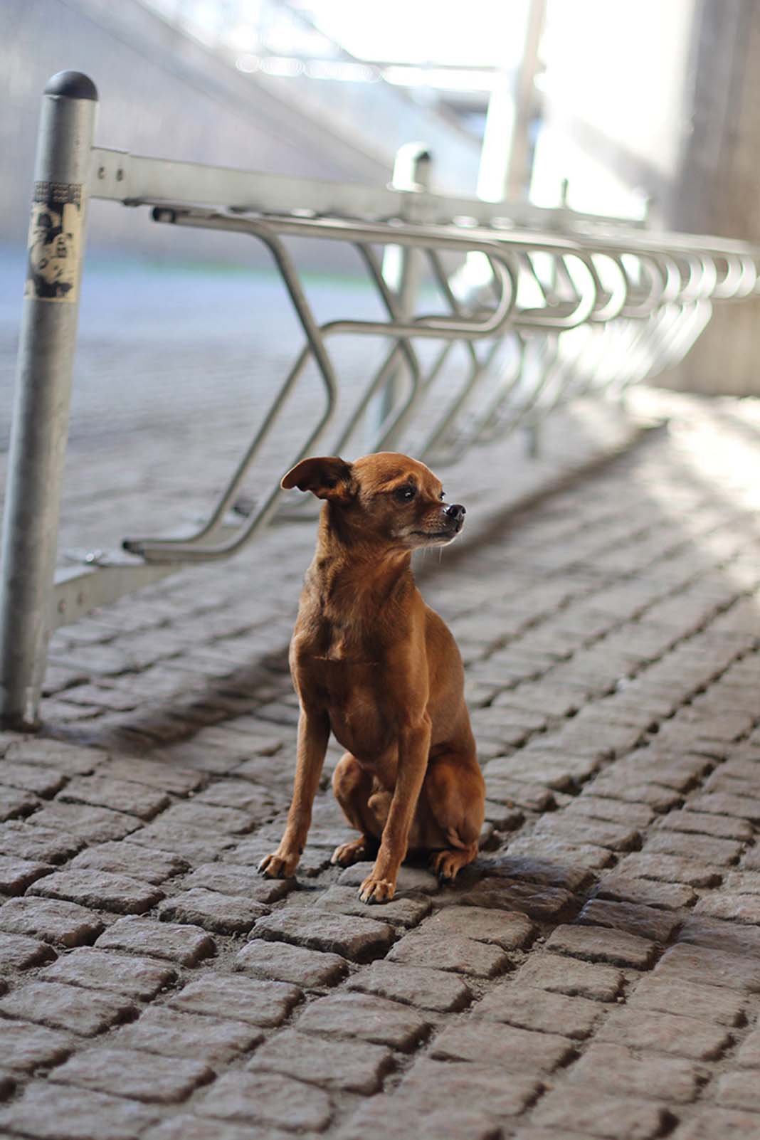 New Life Extending Drug For Dogs p2