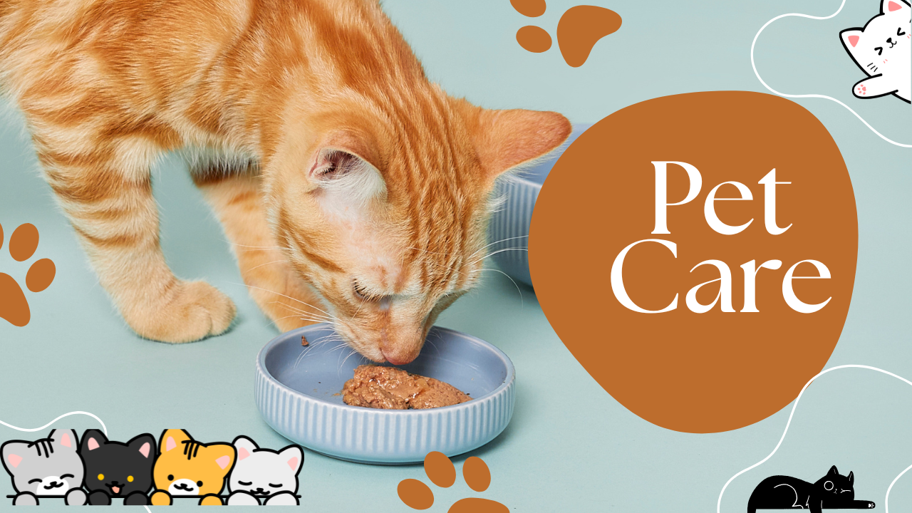brown blue and white blob abstract shape cute cat tips and trick pet care youtube thumbnail