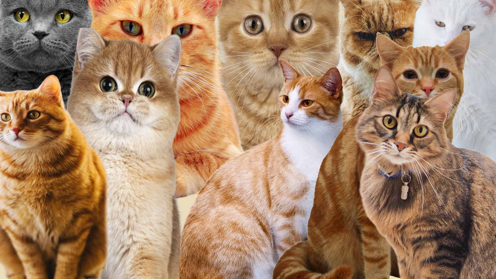 brown cute cat collage desktop wallpaper