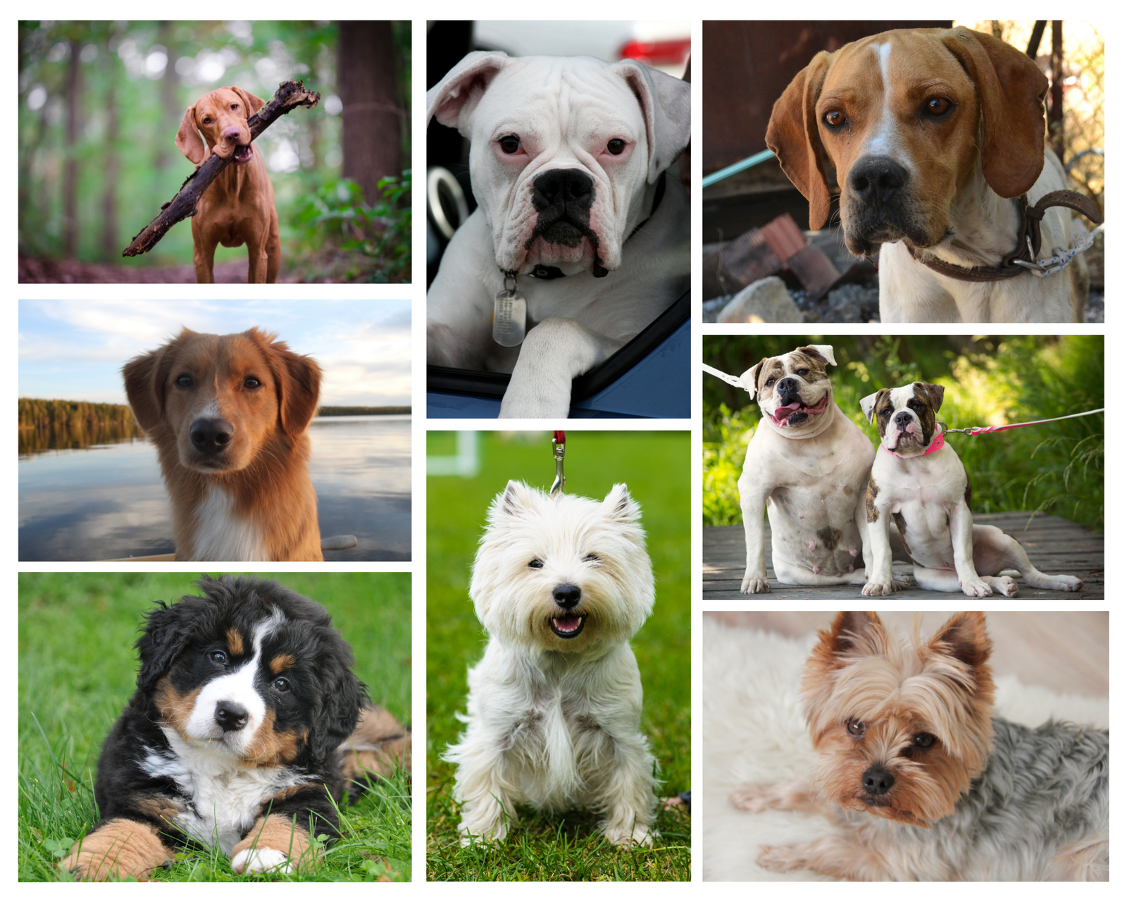 white cute animal dog photo collage