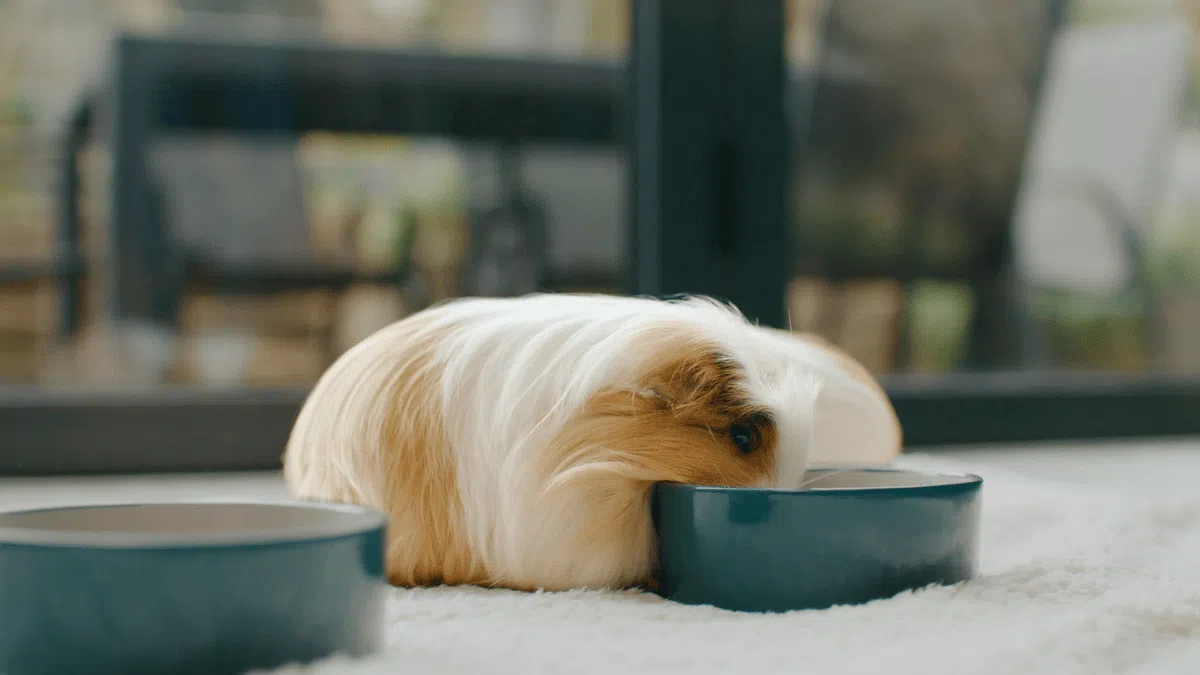 guinea pig 3 1200px.png