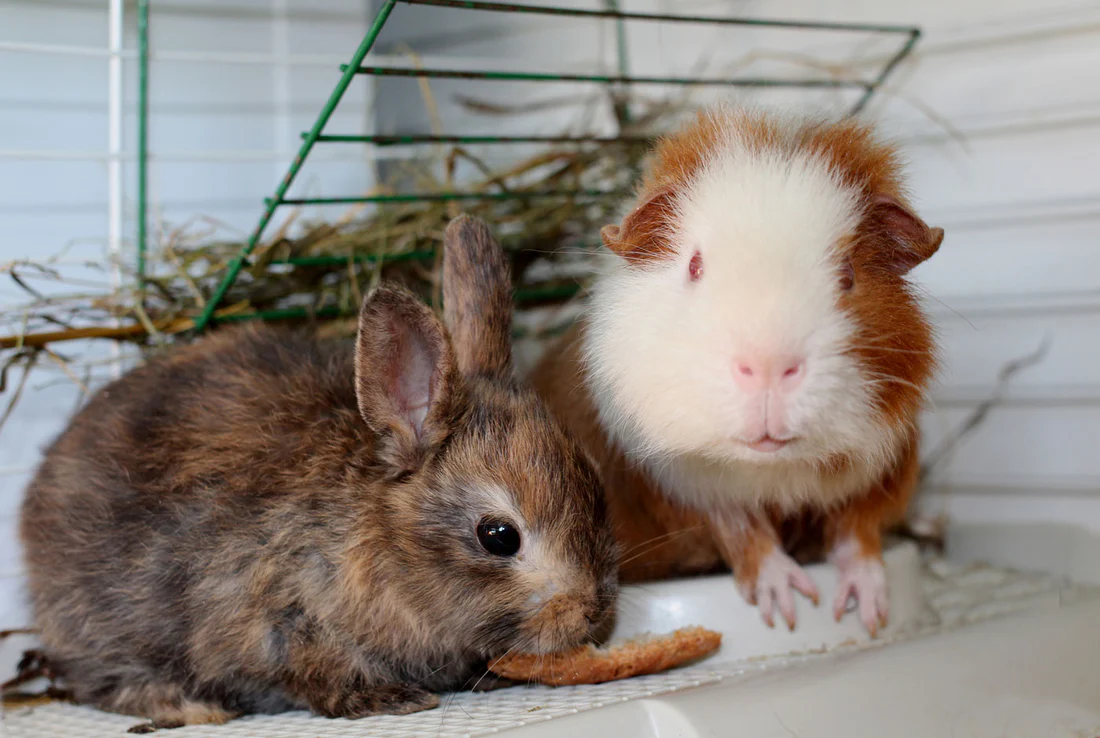 guinea rabbit